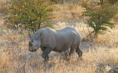 Große Zeltsafari durch ganz Namibia