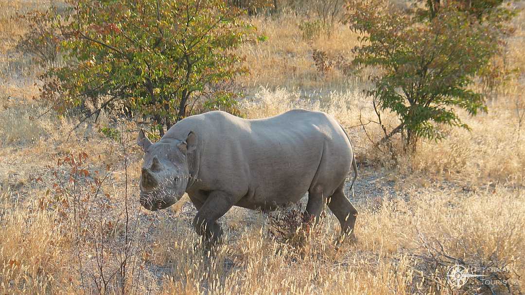 Spitzmaulnashorn im Etosha-Park