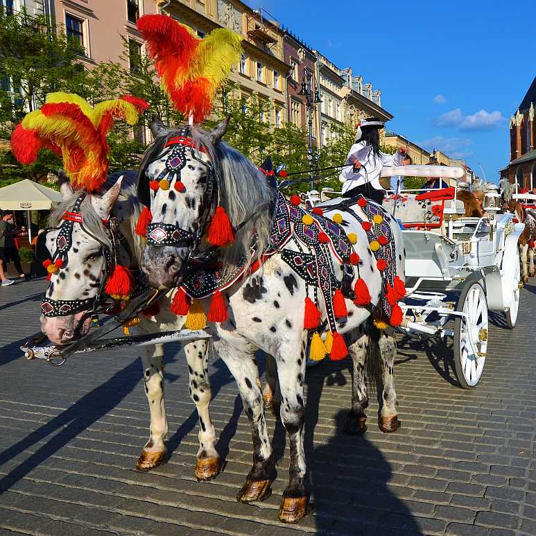 Festlich geschmücktes Pferdegespann in Krakau (Foto: Ralf Hollstein)