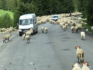 Schafherde kreuzt die Hauptstraße durch die Karparten